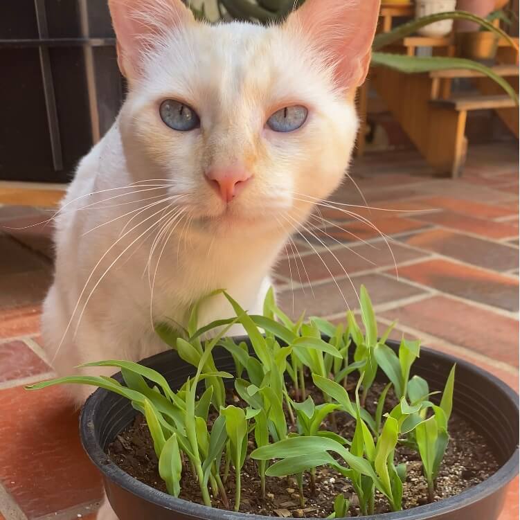 Gato Bowie com um vaso de graminha